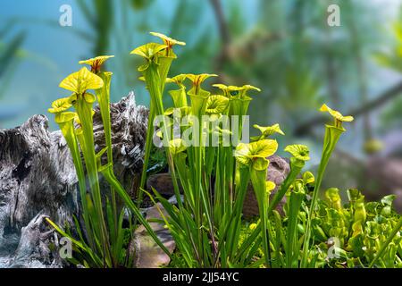 Gelbe Krug-Pflanze (Sarracenia flava) in der botanischen Wilhelma, Baden Württemberg, Deutschland, Europa Stockfoto