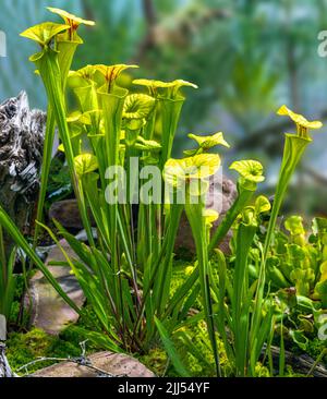 Gelbe Krug-Pflanze (Sarracenia flava) in der botanischen Wilhelma, Baden Württemberg, Deutschland, Europa Stockfoto