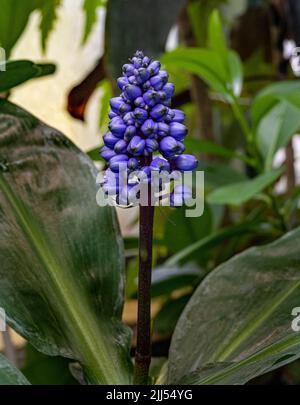 Blauer Ingwer (Dichorisandra thyrsiflora), brasilianischer Ingwer, Commelinaceae Stockfoto