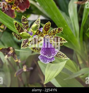 Colmanara Wildcat. Colmanara haben normalerweise dicke Triebe und üppig grünes, kräftiges Laub. Stockfoto