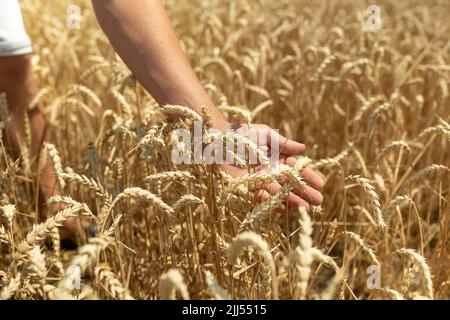 Ein Weizenfeld, das von der Hand der Spikes im Abendlicht berührt wird. Weizensprossen in Der Hand Eines Farmers.Farmer, der durch das Feld geht, um Weizenernte zu überprüfen. Stockfoto