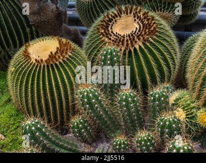 Goldfaßkaktus (Echinocactus grusonii). Habitat Mexico. Der Fasskaktus speichert Wasser in seinen kugelförmigen Rippenachsen. Stockfoto