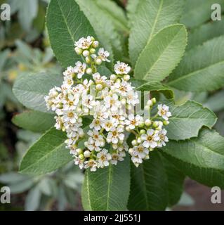 Toyon Tree (Heteromeles arbutifolia) blüht, auch als Weihnachtsbeere, California Stechpalme, bezeichnet. Stockfoto