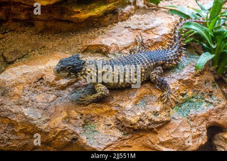 Riesige Girled Lizard, Cordylus giganteus, Südafrika. Stockfoto