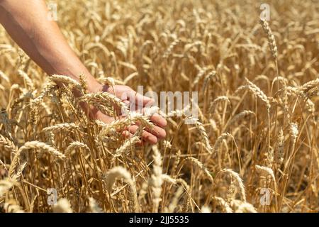 Ein Weizenfeld, das von der Hand der Spikes im Abendlicht berührt wird. Weizensprossen in Der Hand Eines Farmers.Farmer, der durch das Feld geht, um Weizenernte zu überprüfen. Stockfoto