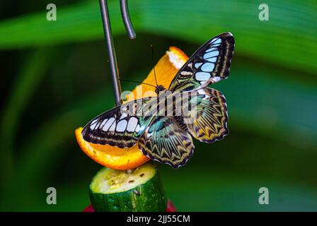 Clipper Parthenos sylvia violacea (Papilio sylvia) Erwachsener, Obst zum Mittagessen. Stockfoto