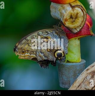 Morpho peleides, auch bekannt als Peleides blue morfo oder gemeiner morpho, ist ein tropischer Schmetterling. Stockfoto