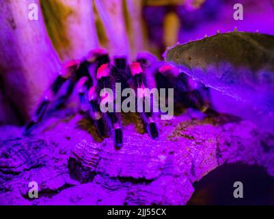 Nahaufnahme eines mexikanischen redknee Tarantula (Brachypelma smithi) auf einem Stein Stockfoto