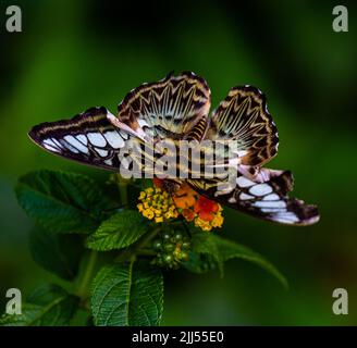 Clipper Parthenos sylvia violacea (Papilio sylvia) Erwachsener, Obst zum Mittagessen. Stockfoto