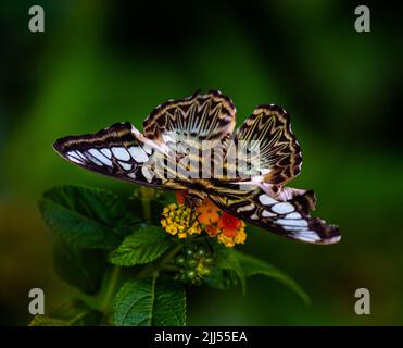 Clipper Parthenos sylvia violacea (Papilio sylvia) Erwachsener, Obst zum Mittagessen. Stockfoto