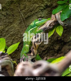 Die Ritter-Anole (Anolis equestris) ist die größte Anole, die auch als kubanischer Ritter-Anole oder kubanischer Riese-Anole bezeichnet wird Stockfoto