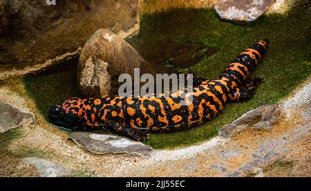 Gila Monster (Heloderma suspectum) nimmt ein Bad. Stuttgart, Wilhelma Stockfoto