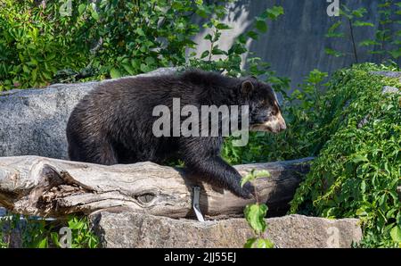 Brillenbär (Tremarctos ornatus), Andenbär Stockfoto