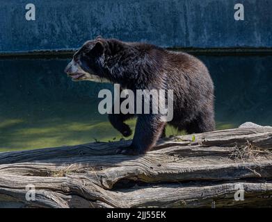 Brillenbär (Tremarctos ornatus), Andenbär Stockfoto