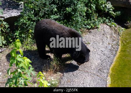 Brillenbär (Tremarctos ornatus), Andenbär Stockfoto
