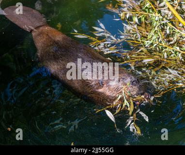 Biber (Castor canadensis) nagt an frischen Zweigen Stockfoto