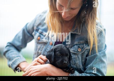 Entzückende kleine schwarze labrador Retriever Welpen kuscheln in ihrem neuen Besitzer Schoß. Stockfoto