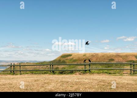 Raben am Zaun Stockfoto