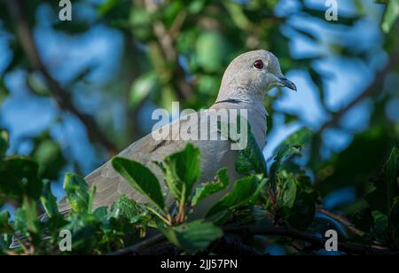 Eine eurasische Collard Dove (Streptopelia decaocto) saß an einem Sommerabend in einem Baum - in Lincolnshire, Großbritannien Stockfoto