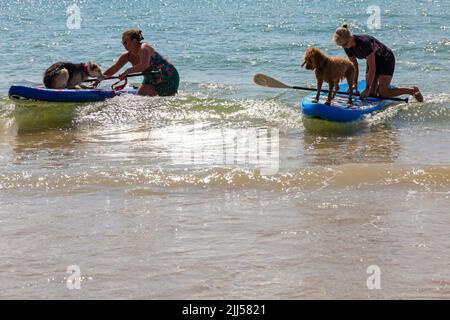 Branksome Dene Chine, Poole, Dorset, Großbritannien. 23.. Juli 2022. Das von Shaka Surf organisierte Dog Surfing Championships Dog Masters Festival in Großbritannien findet am Strand von Branksome Dene Chine statt. Britains einziger Surf-Wettbewerb für Hunde, jetzt im vierten Jahr, ist größer als je zuvor, mit 30 Hundekonkurrenten, die für ein rasantes doggy Paddleboard-Rennen registriert sind, sowie Hundebesitzern ähnelichem Kostümwettbewerb, Mutts Market, Paw Inn Beach Bar, Hundeschau, Essen und mehr, Mit Live-Musik bis in den Abend. Quelle: Carolyn Jenkins/Alamy Live News Stockfoto