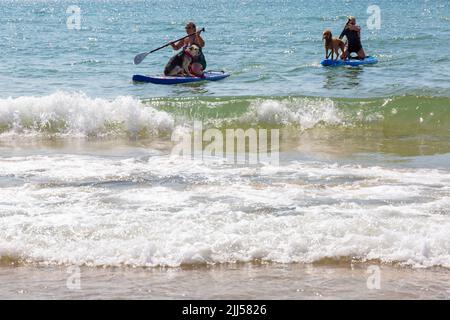 Branksome Dene Chine, Poole, Dorset, Großbritannien. 23.. Juli 2022. Das von Shaka Surf organisierte Dog Surfing Championships Dog Masters Festival in Großbritannien findet am Strand von Branksome Dene Chine statt. Britains einziger Surf-Wettbewerb für Hunde, jetzt im vierten Jahr, ist größer als je zuvor, mit 30 Hundekonkurrenten, die für ein rasantes doggy Paddleboard-Rennen registriert sind, sowie Hundebesitzern ähnelichem Kostümwettbewerb, Mutts Market, Paw Inn Beach Bar, Hundeschau, Essen und mehr, Mit Live-Musik bis in den Abend. Quelle: Carolyn Jenkins/Alamy Live News Stockfoto