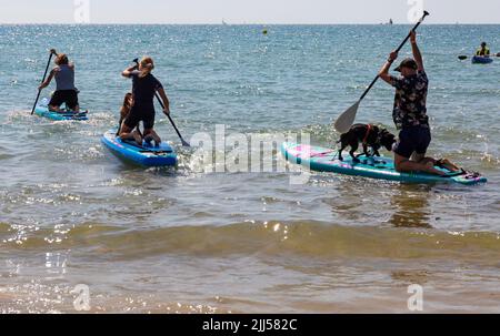 Branksome Dene Chine, Poole, Dorset, Großbritannien. 23.. Juli 2022. Das von Shaka Surf organisierte Dog Surfing Championships Dog Masters Festival in Großbritannien findet am Strand von Branksome Dene Chine statt. Britains einziger Surf-Wettbewerb für Hunde, jetzt im vierten Jahr, ist größer als je zuvor, mit 30 Hundekonkurrenten, die für ein rasantes doggy Paddleboard-Rennen registriert sind, sowie Hundebesitzern ähnelichem Kostümwettbewerb, Mutts Market, Paw Inn Beach Bar, Hundeschau, Essen und mehr, Mit Live-Musik bis in den Abend. Quelle: Carolyn Jenkins/Alamy Live News Stockfoto