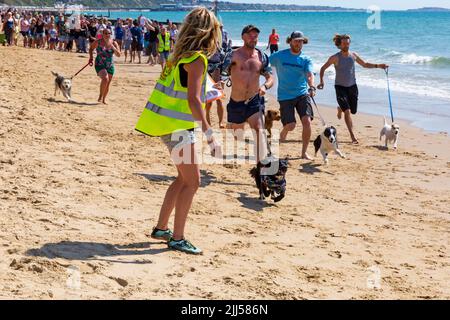 Branksome Dene Chine, Poole, Dorset, Großbritannien. 23.. Juli 2022. Das von Shaka Surf organisierte Dog Surfing Championships Dog Masters Festival in Großbritannien findet am Strand von Branksome Dene Chine statt. Britains einziger Surf-Wettbewerb für Hunde, jetzt im vierten Jahr, ist größer als je zuvor, mit 30 Hundekonkurrenten, die für ein rasantes doggy Paddleboard-Rennen registriert sind, sowie Hundebesitzern ähnelichem Kostümwettbewerb, Mutts Market, Paw Inn Beach Bar, Hundeschau, Essen und mehr, Mit Live-Musik bis in den Abend. Quelle: Carolyn Jenkins/Alamy Live News Stockfoto