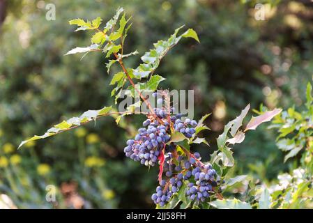 Zweig des immergrünen Strauches Mahonia aquifolium mit blauen Früchten an einem sonnigen Tag Stockfoto