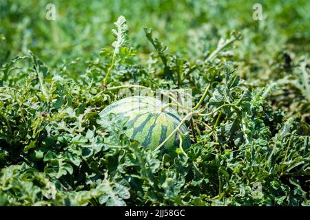 Runde wachsende, versteckte Wassermelone, gebadet in Sonnenlicht Stockfoto