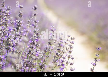 Sommerfeld mit blühendem Lavendel (Lavandula angustifolia, Lavandula officinalis) aus der Nähe Stockfoto