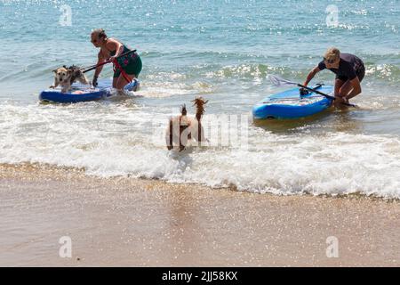 Branksome Dene Chine, Poole, Dorset, Großbritannien. 23.. Juli 2022. Das von Shaka Surf organisierte Dog Surfing Championships Dog Masters Festival in Großbritannien findet am Strand von Branksome Dene Chine statt. Britains einziger Surf-Wettbewerb für Hunde, jetzt im vierten Jahr, ist größer als je zuvor, mit 30 Hundekonkurrenten, die für ein rasantes doggy Paddleboard-Rennen registriert sind, sowie Hundebesitzern ähnelichem Kostümwettbewerb, Mutts Market, Paw Inn Beach Bar, Hundeschau, Essen und mehr, Mit Live-Musik bis in den Abend. Quelle: Carolyn Jenkins/Alamy Live News Stockfoto