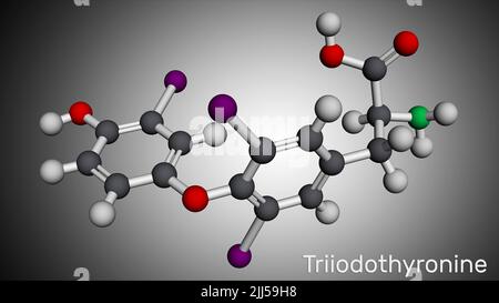 Triiodthyronin, T3, liothyronin-Molekül. Es ist Schilddrüsenhormon, Hypophyse Hormon,. Molekularmodell. 3D Rendern Stockfoto