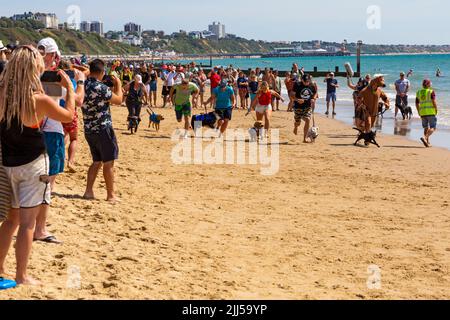 Branksome Dene Chine, Poole, Dorset, Großbritannien. 23.. Juli 2022. Das von Shaka Surf organisierte Dog Surfing Championships Dog Masters Festival in Großbritannien findet am Strand von Branksome Dene Chine statt. Britains einziger Surf-Wettbewerb für Hunde, jetzt im vierten Jahr, ist größer als je zuvor, mit 30 Hundekonkurrenten, die für ein rasantes doggy Paddleboard-Rennen registriert sind, sowie Hundebesitzern ähnelichem Kostümwettbewerb, Mutts Market, Paw Inn Beach Bar, Hundeschau, Essen und mehr, Mit Live-Musik bis in den Abend. Quelle: Carolyn Jenkins/Alamy Live News Stockfoto