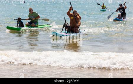 Branksome Dene Chine, Poole, Dorset, Großbritannien. 23.. Juli 2022. Das von Shaka Surf organisierte Dog Surfing Championships Dog Masters Festival in Großbritannien findet am Strand von Branksome Dene Chine statt. Britains einziger Surf-Wettbewerb für Hunde, jetzt im vierten Jahr, ist größer als je zuvor, mit 30 Hundekonkurrenten, die für ein rasantes doggy Paddleboard-Rennen registriert sind, sowie Hundebesitzern ähnelichem Kostümwettbewerb, Mutts Market, Paw Inn Beach Bar, Hundeschau, Essen und mehr, Mit Live-Musik bis in den Abend. Quelle: Carolyn Jenkins/Alamy Live News Stockfoto