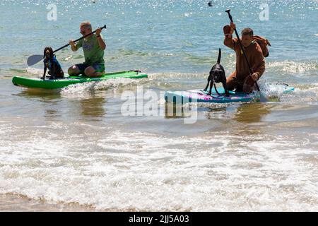 Branksome Dene Chine, Poole, Dorset, Großbritannien. 23.. Juli 2022. Das von Shaka Surf organisierte Dog Surfing Championships Dog Masters Festival in Großbritannien findet am Strand von Branksome Dene Chine statt. Britains einziger Surf-Wettbewerb für Hunde, jetzt im vierten Jahr, ist größer als je zuvor, mit 30 Hundekonkurrenten, die für ein rasantes doggy Paddleboard-Rennen registriert sind, sowie Hundebesitzern ähnelichem Kostümwettbewerb, Mutts Market, Paw Inn Beach Bar, Hundeschau, Essen und mehr, Mit Live-Musik bis in den Abend. Quelle: Carolyn Jenkins/Alamy Live News Stockfoto