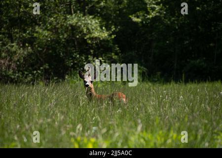 Hirsche in der Wildnis essen Stockfoto