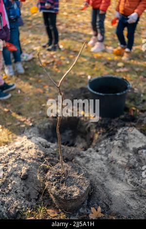 Aufforstung oder Kinder lernen oder helfen beim Pflanzen von Baumsapling im Freien Stockfoto