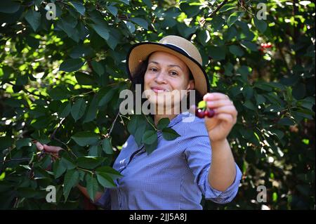 Porträt einer lächelnden hübschen Frau, Bauernhofarbeiterin, die frisch gepflückte Kirschbeeren vor die Kamera zeigt. Agrarindustrie Stockfoto