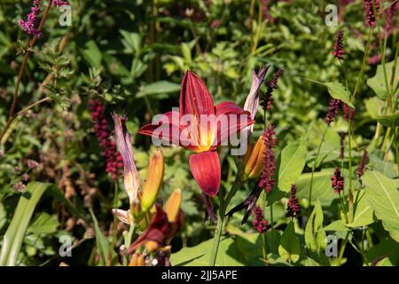 Schöne gelborange Lilien im Garten Stockfoto
