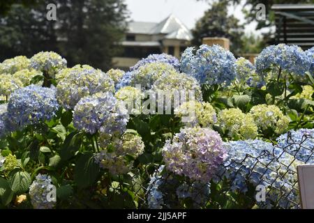 Blauer Hydrangea-Busch in voller Blüte. Stockfoto