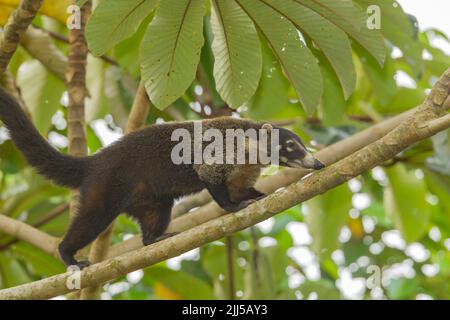 Zentralamerikanische Coati (Nasua narica), auch bekannt als Coatimundi, auf der Nahrungssuche in Bäumen Stockfoto