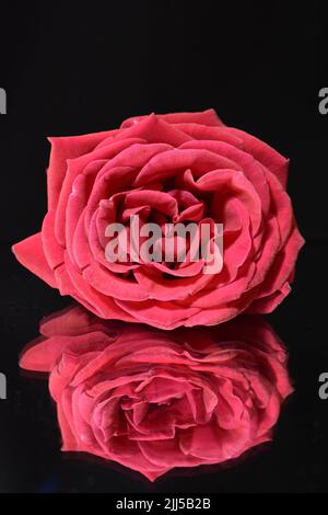 Eine rote Rose und ihre Spiegelung auf schwarzem Hintergrund. Stockfoto