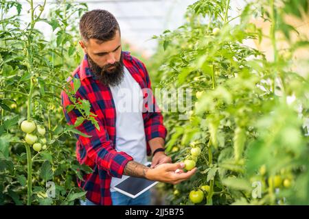 Geschäft mit organischen Treibhausgasen. Der Bauer untersucht unreife Tomaten in seinem Gewächshaus. Stockfoto