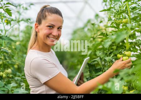 Frau untersucht den Fortschritt von Tomaten in ihrem Gewächshaus im Sommer. Stockfoto
