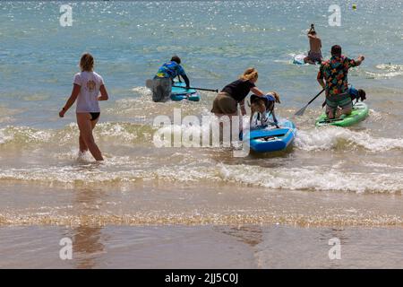 Branksome Dene Chine, Poole, Dorset, Großbritannien. 23.. Juli 2022. Das von Shaka Surf organisierte Dog Surfing Championships Dog Masters Festival in Großbritannien findet am Strand von Branksome Dene Chine statt. Britains einziger Surf-Wettbewerb für Hunde, jetzt im vierten Jahr, ist größer als je zuvor, mit 30 Hundekonkurrenten, die für ein rasantes doggy Paddleboard-Rennen registriert sind, sowie Hundebesitzern ähnelichem Kostümwettbewerb, Mutts Market, Paw Inn Beach Bar, Hundeschau, Essen und mehr, Mit Live-Musik bis in den Abend. Quelle: Carolyn Jenkins/Alamy Live News Stockfoto