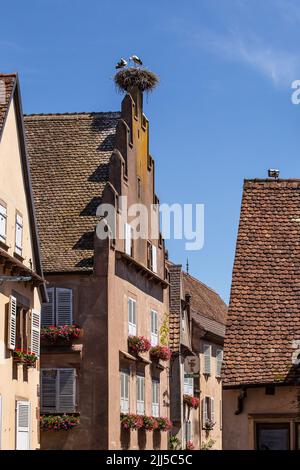 Ein paar Störche brüten auf einem traditionellen Dorfhaus im Elsass, Frankreich Stockfoto