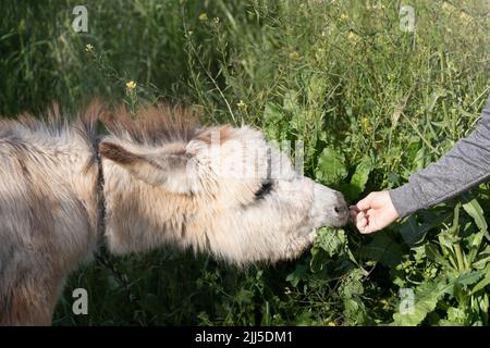Anonyme Person, die an sonnigen Sommertagen frischen grünen Rasen an einen niedlichen Esel auf dem Feld gibt. Der Bauer füttert lustigen Esel mit Pflanze von Hand. Natürliches Konzept des ökologischen Landbaus. Stockfoto