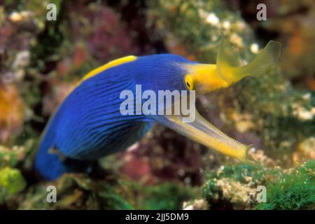 Blauer und gelber Bändchenaal (Rhinomuraena quaesita), männlich, auch bekannt als Geistermoräne, Protandry, Stockfoto