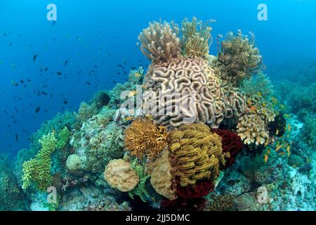 Coourful Coral ree, Seelilien oder Federsterne (Comanthus sp.) auf einer Symphyllia Brain Coral (Symphyllia recta), Great Barrier Reef, Australien Stockfoto