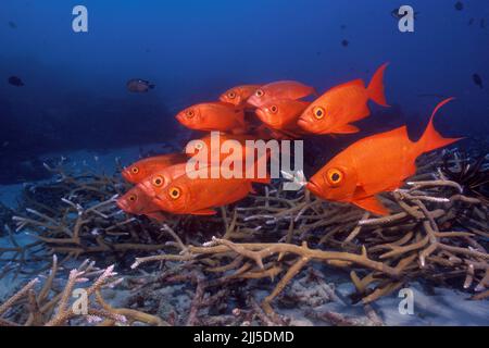 Moontail Bullseye oder Crescent-tail Bigeye (Priacanthus hamrur), Andamanensee, Thailand, Asien Stockfoto